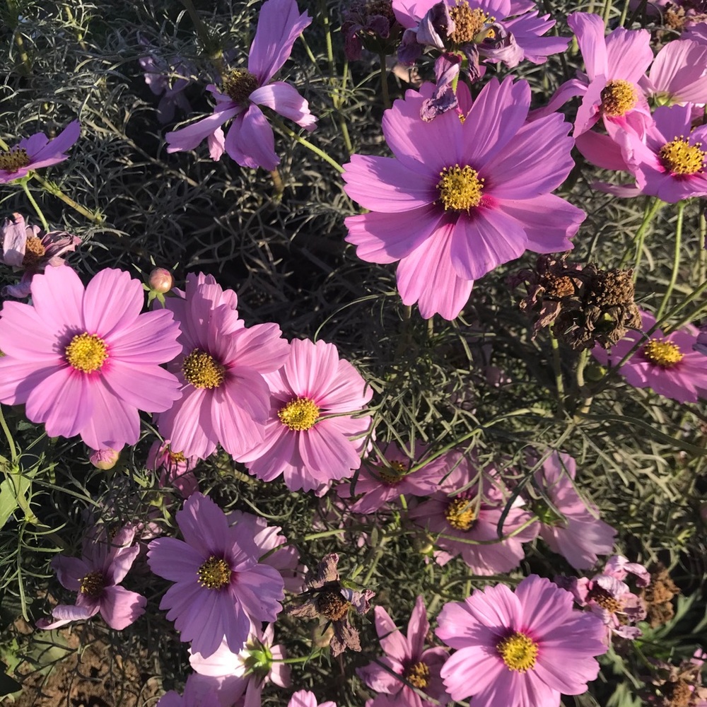 Meet your Posher, Krysta